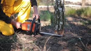 Best Lawn Pest Prevention  in Twentynine Palms, CA