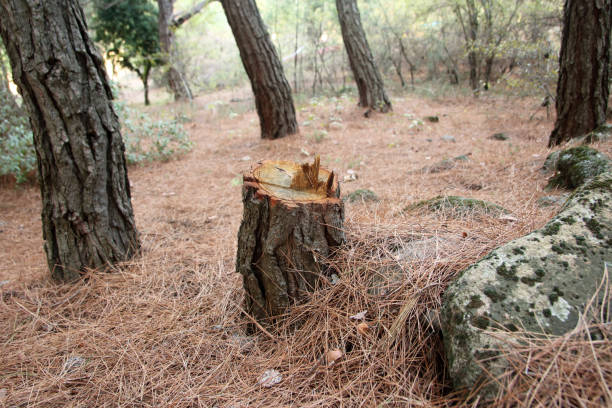 Best Firewood Processing and Delivery  in Twentynine Palms, CA