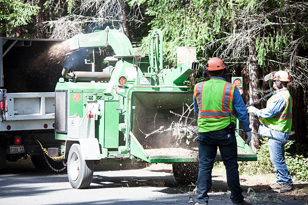 Best Tree Preservation Services  in Twentynine Palms, CA