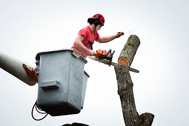 Leaf Removal in Twentynine Palms, CA