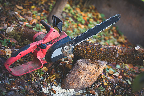 Best Tree and Shrub Care  in Twentynine Palms, CA