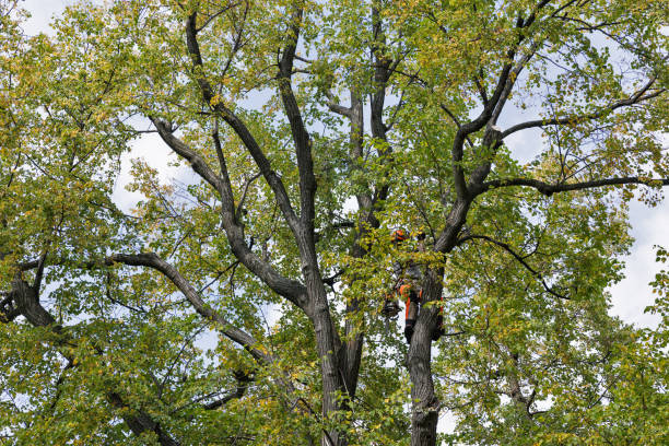 How Our Tree Care Process Works  in  Twentynine Palms, CA